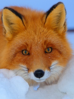 Рыжая лиса в снегу обои