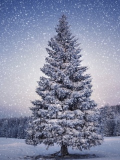Ель в снегопад обои