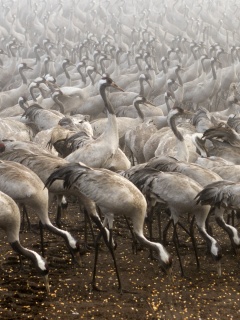 Журавли обои