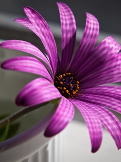 Сиреневый цветок в стакане обои