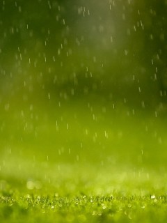 Трава под дождем обои