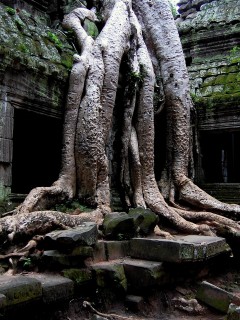 Мощные корни обои