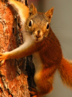 Белка на дереве обои