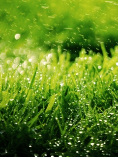 Роса на траве обои