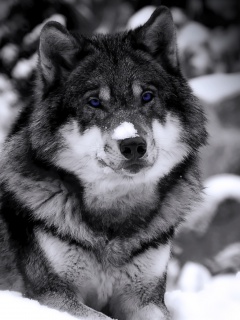 Волк с синими глазами обои