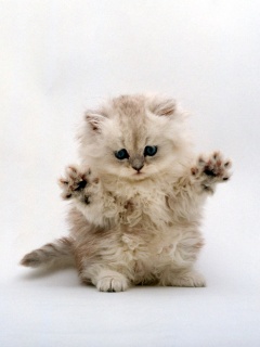 Милый котенок обои