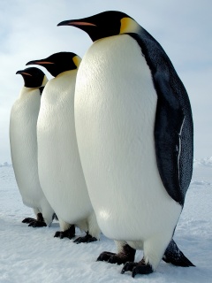 Слет пингвинов обои