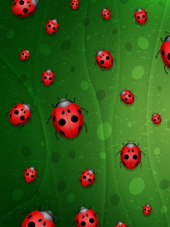 Божьи коровки обои