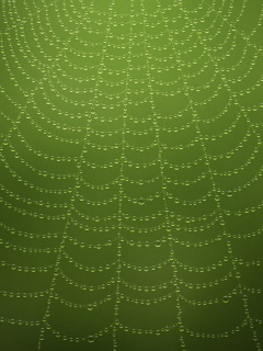 Роса на паутине обои