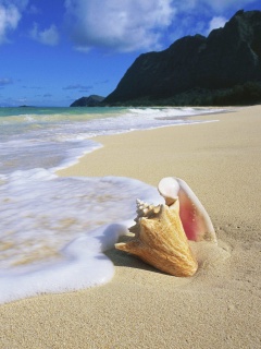 Морская раковина обои