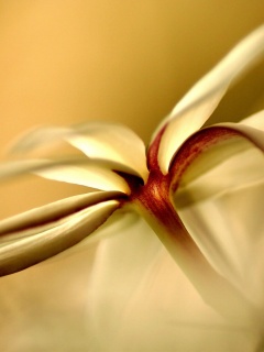 Цветок обои