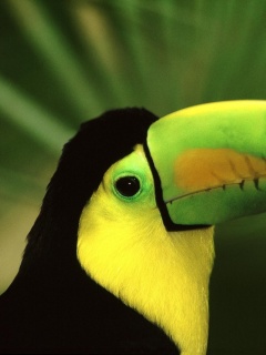 Грустный желтогрудый тукан обои