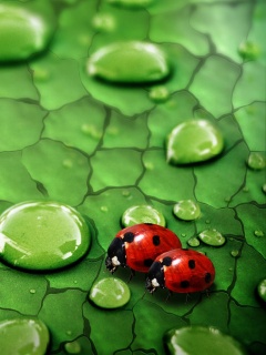 Божьи коровки обои