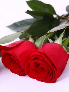 Красные розы обои