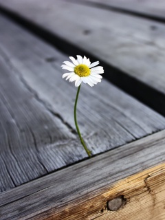 Жизнь среди смерти обои