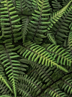Папоротник обои