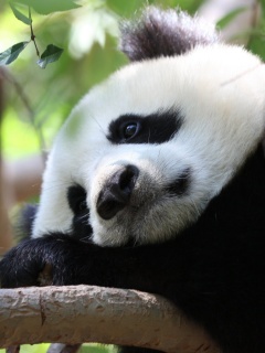 Грустный панда обои