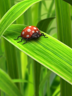 Милая божья коровка робот обои