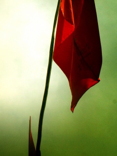 Красный флаг обои