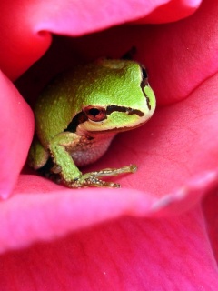 Куда это ты смотришь? обои