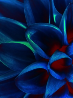 Лепестки обои