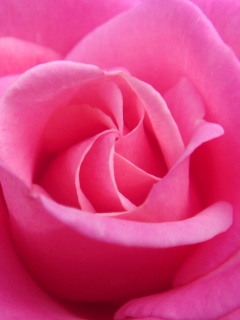 Идеальная роза обои