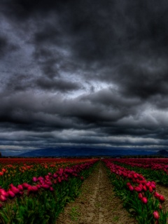 Цветочное поле под грозовым небом обои
