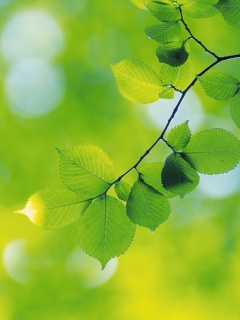 Зеленая ветка с листьями обои