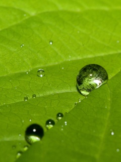 Капли на листе обои