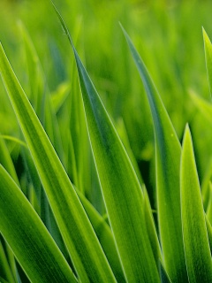 Идеальная зелень обои