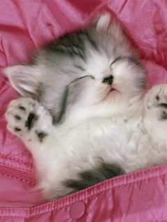 Котенок на розовой куртке обои