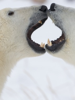 Полярные медведи обои