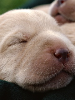 Мордочки симпатичных щенков обои