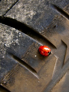 Божья коровка на автомобильной покрышке обои