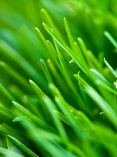 Зеленая свежая трава обои