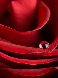 Капля воды на лепестке розы обои