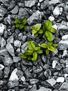 Цветы среди камней обои