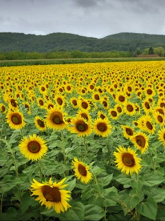 Живописное поле подсолнухов обои