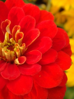 Красный цветок обои