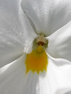 Ложе цветка обои