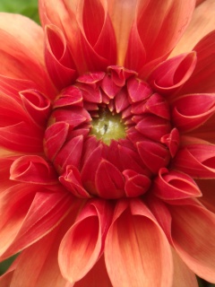 Аленький цветочек обои