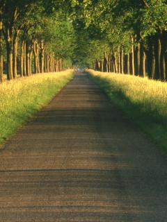 Живописная аллея обои