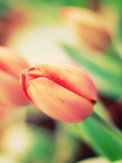 Красивый тюльпан обои