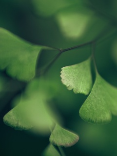 Дикие зеленые листья обои