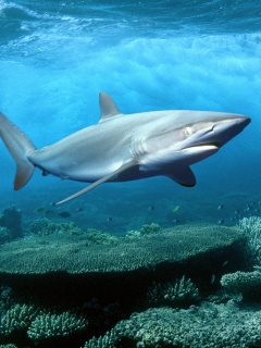 Акула в море обои