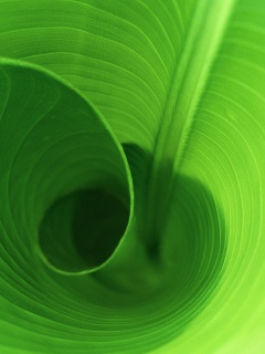 Зеленый лист трубочкой обои