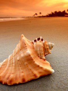 Красивая раковина обои