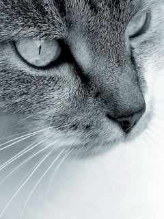 Очень красивый кот обои