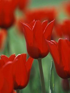 Красные цветы обои