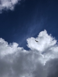 Птица в небе обои